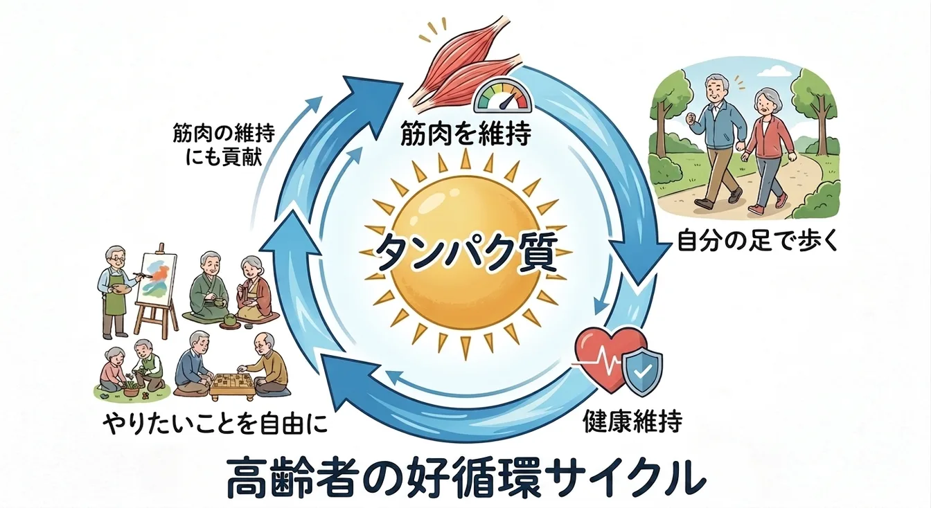 たんぱく質が筋肉を維持し、自分の足で歩けることが健康維持につながり、やりたいことを自由に楽しめる。その暮らしがまた筋肉の維持につながるという、高齢者の好循環サイクルの図